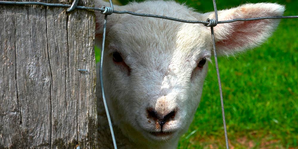 vallado de fincas cinegeticas